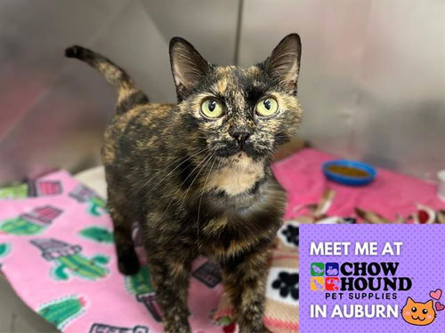 picture of the cat needing adoption