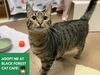 adoptable Cat in Fort Wayne, IN named MARIBEL