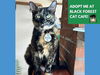 adoptable Cat in Fort Wayne, IN named TORTILLA