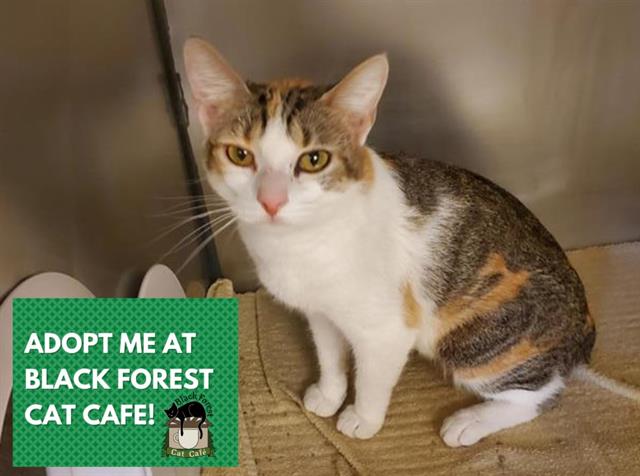 adoptable Cat in Fort Wayne, IN named SOPHIA