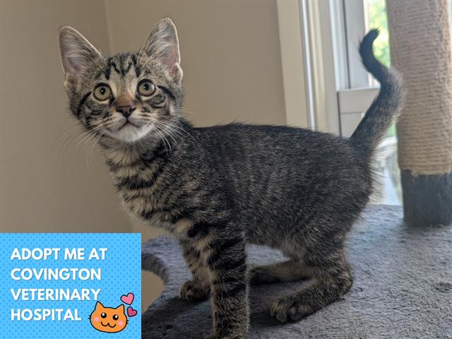 adoptable Cat in Fort Wayne, IN named MOXIE