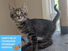 adoptable Cat in Fort Wayne, IN named MOXIE