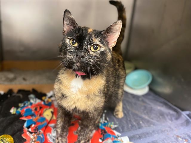 adoptable Cat in Fort Wayne, IN named ANABEL