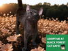 adoptable Cat in Fort Wayne, IN named CHOCOLATE CHIP
