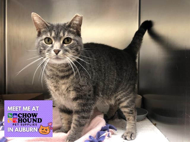 adoptable Cat in Fort Wayne, IN named TIGGER