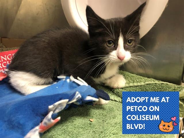 adoptable Cat in Fort Wayne, IN named NALA