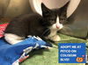 adoptable Cat in Fort Wayne, IN named NALA