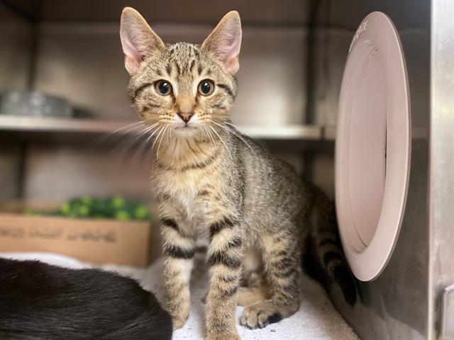 adoptable Cat in Fort Wayne, IN named TED