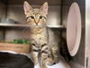 adoptable Cat in Fort Wayne, IN named TED