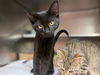 adoptable Cat in Fort Wayne, IN named TAD