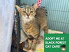 adoptable Cat in Fort Wayne, IN named ELSBETH
