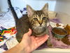 adoptable Cat in Fort Wayne, IN named DONOVAN
