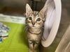 adoptable Cat in Fort Wayne, IN named DEVIN