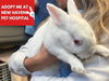 adoptable Rabbit in Fort Wayne, IN named NICK