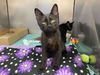 adoptable Cat in Fort Wayne, IN named JERRY