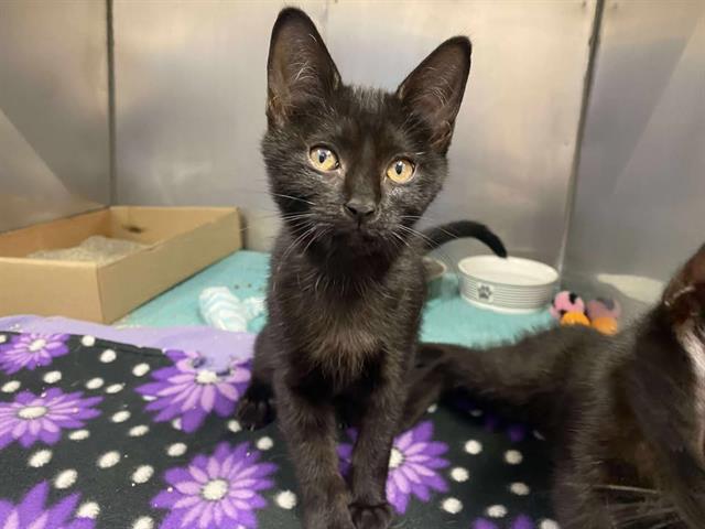 adoptable Cat in Fort Wayne, IN named JULIE
