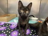 adoptable Cat in Fort Wayne, IN named JULIE