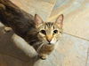 adoptable Cat in Fort Wayne, IN named KINGSBURY