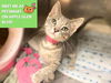 adoptable Cat in Fort Wayne, IN named ROSEMARY