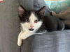 adoptable Cat in Fort Wayne, IN named MILWAUKEE