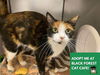 adoptable Cat in Fort Wayne, IN named COOKIE