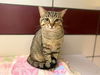 adoptable Cat in Fort Wayne, IN named PETE
