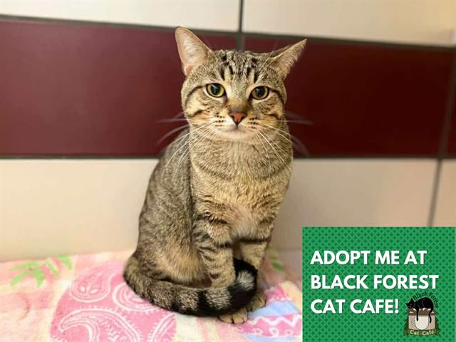 adoptable Cat in Fort Wayne, IN named PETE