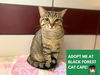 adoptable Cat in Fort Wayne, IN named PETE