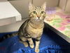 adoptable Cat in Fort Wayne, IN named OLIVER