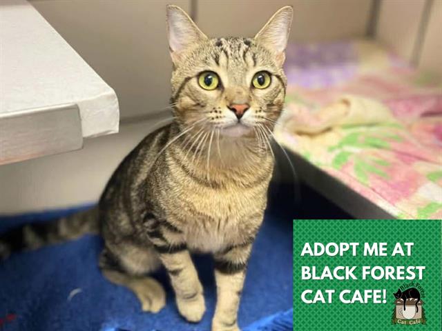 adoptable Cat in Fort Wayne, IN named OLIVER
