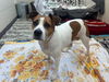 adoptable Dog in Fort Wayne, IN named BISCUIT