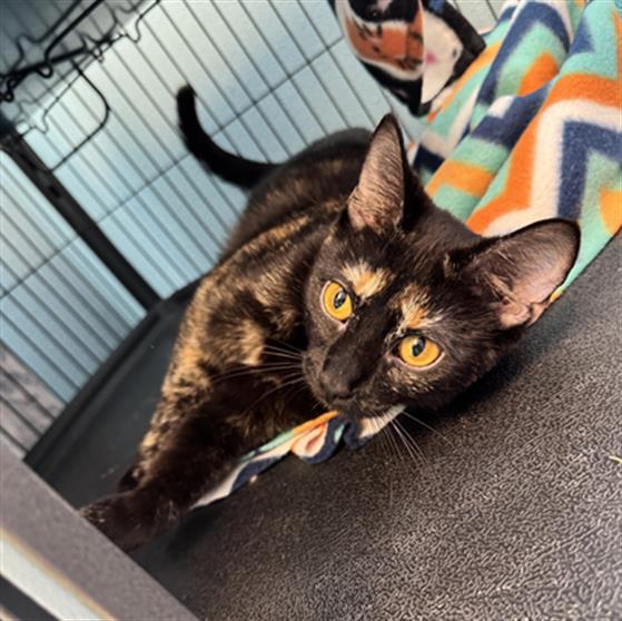 adoptable Cat in Fort Wayne, IN named HILDA