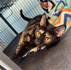 adoptable Cat in Fort Wayne, IN named HILDA