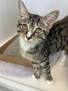 adoptable Cat in Fort Wayne, IN named PORTER