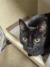 adoptable Cat in Fort Wayne, IN named FAYE