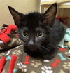 adoptable Cat in Fort Wayne, IN named DELLA