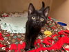 adoptable Cat in fort wayne, IN named DELLA