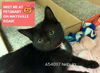 adoptable Cat in Fort Wayne, IN named NEBULA