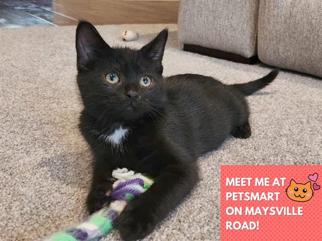 adoptable Cat in Fort Wayne, IN named NEBULA