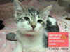adoptable Cat in Fort Wayne, IN named NOVA