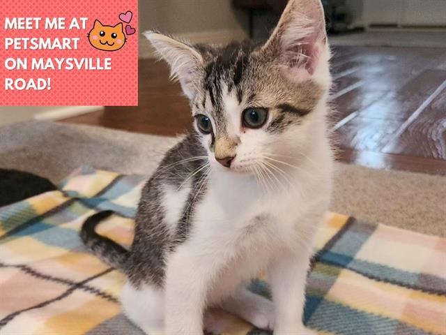 adoptable Cat in Fort Wayne, IN named NOVA