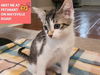 adoptable Cat in Fort Wayne, IN named NOVA
