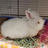 adoptable Rabbit in Fort Wayne, IN named MR FUZZ