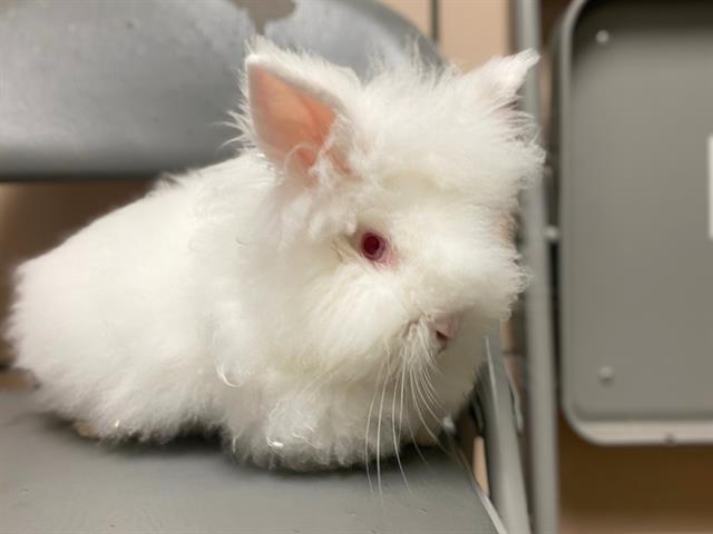 adoptable Rabbit in Fort Wayne, IN named MR FUZZ