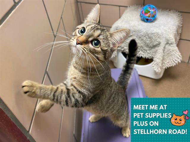 adoptable Cat in Fort Wayne, IN named ABBY
