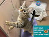 adoptable Cat in Fort Wayne, IN named ABBY