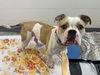 adoptable Dog in Fort Wayne, IN named DUMPLIN