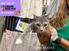 adoptable Cat in Fort Wayne, IN named SISCO