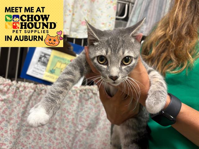 adoptable Cat in Fort Wayne, IN named SISCO