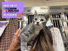 adoptable Cat in Fort Wayne, IN named FRISCO